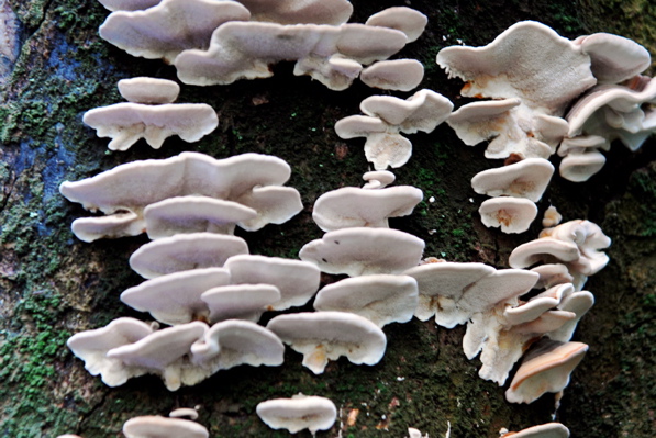 GEO_2761.Mushrooms